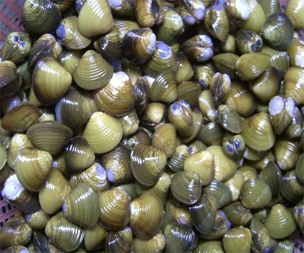 河蜆致病菌檢測 河蜆生物毒素檢測多少錢