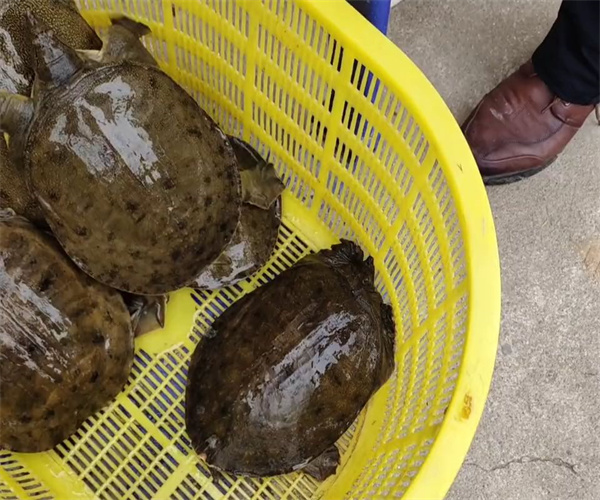 甲魚養(yǎng)殖水質(zhì)檢測 甲魚農(nóng)藥殘留檢測去哪里做