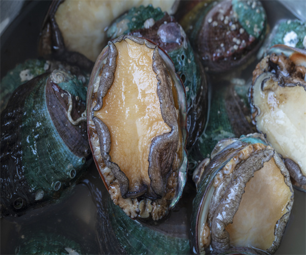 鮑魚酸價檢測 鮑魚過氧化值檢測多少錢