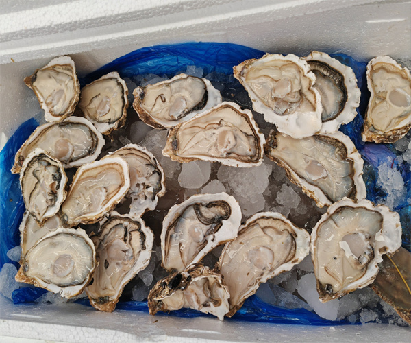 生蠔微生物檢測 生蠔菌落總數(shù)檢測去哪里做