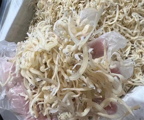 銀魚干灰分含量檢測 銀魚干蛋白質(zhì)含量檢驗中心