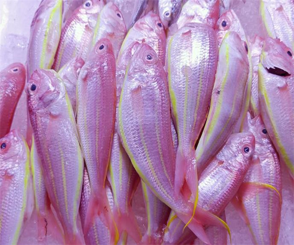 冰鮮魚水分含量檢測(cè) 冰鮮魚蛋白質(zhì)含量檢測(cè)單位