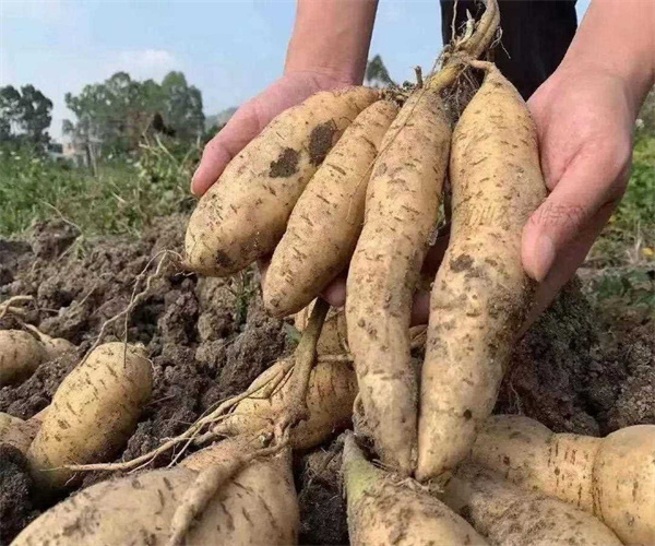 白薯淀粉含檢測 白薯維生素C檢測哪里專業(yè)快捷