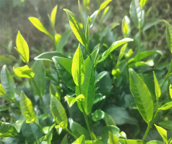 綠茶總灰分檢測 綠茶水浸出物檢測多少錢