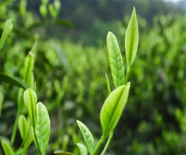 茶葉總灰分檢測 茶葉水浸出物檢測哪里可靠