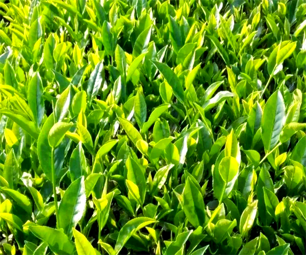武夷巖茶茶多酚檢測(cè) 武夷巖茶水浸出物檢測(cè)多少錢