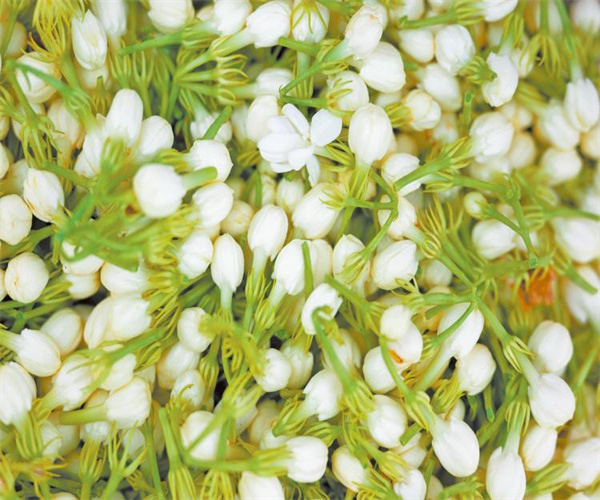茉莉花茶總灰分檢測 茉莉花茶水浸出物檢測去哪里做