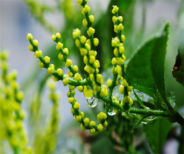 珠蘭花茶總灰分檢測 珠蘭花茶水浸出物檢測哪里專業(yè)