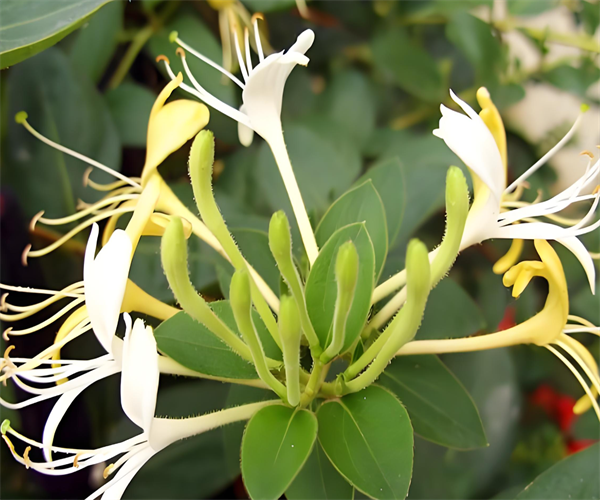 金銀花茶總灰分檢測 金銀花茶水浸出物檢測哪里專業(yè)