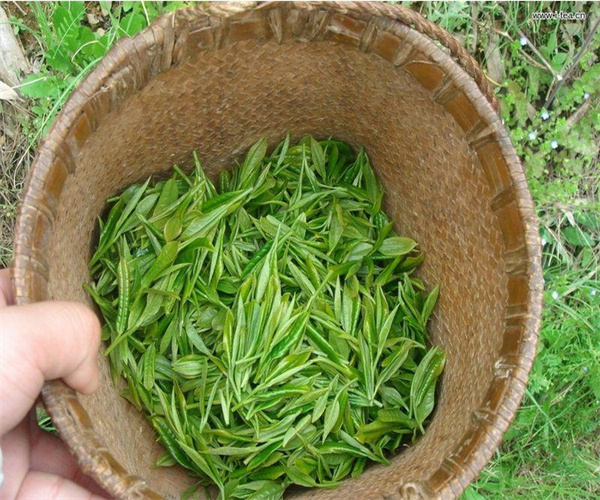 北港毛尖茶多酚檢測 北港毛尖氨基酸檢測哪里能做