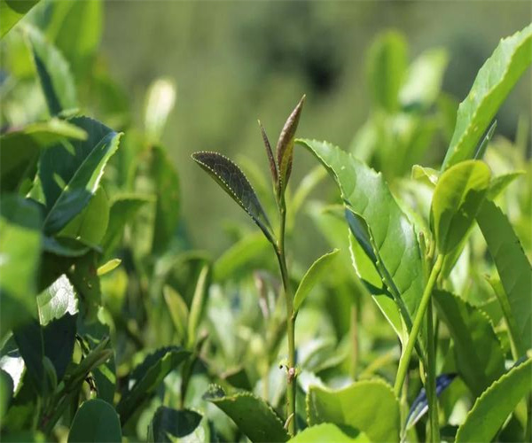 海馬宮茶水分含量檢測 海馬宮茶稀土元素化驗(yàn)多少錢