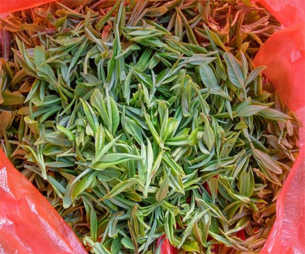 鹿苑毛尖微生物檢測 鹿苑毛尖感官檢驗多少錢