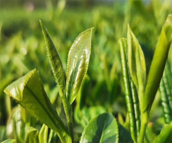 石阡苔茶水浸出物檢測 石阡苔茶氨基酸檢測多少錢